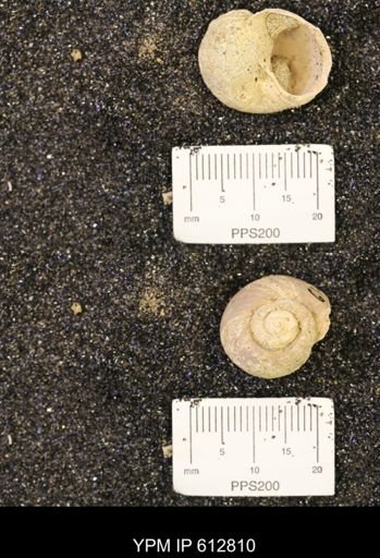 Vanikoropsis sp.