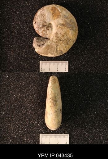 Hoploscaphites nicolletii