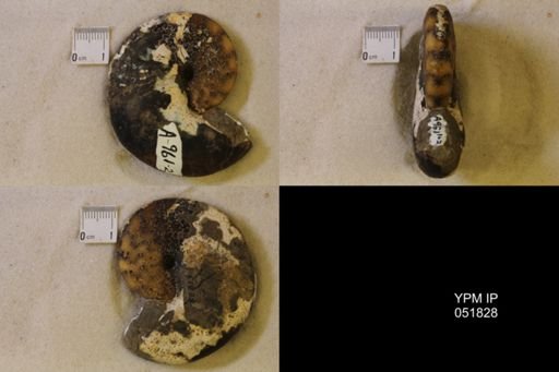 Hoploscaphites nicolletii