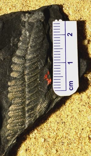 Pecopteris unita