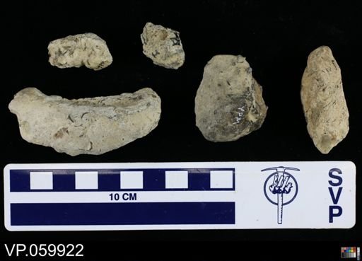 undet. Actinopterygii
