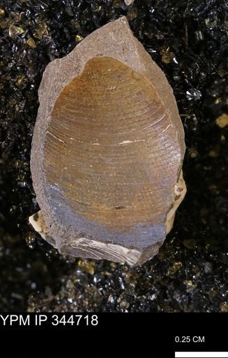 Limopsis striatopunctatus