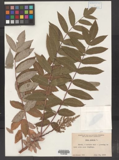Rhus glabra