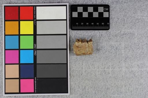 Merycoidodon culbertsoni