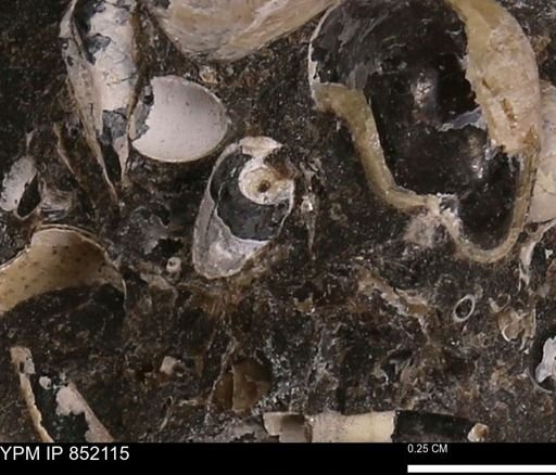 Cylichna?
