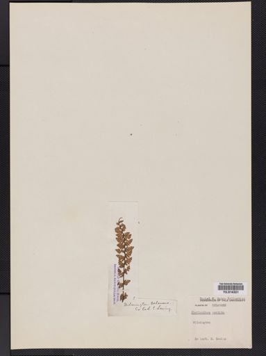 Cheilanthes