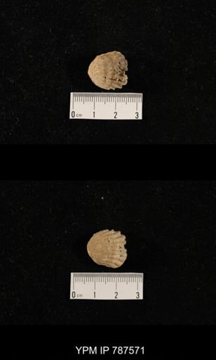 undet. Brachiopoda
