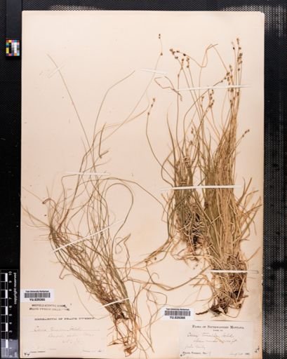 Carex disperma