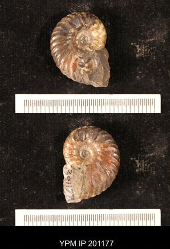 Hoploscaphites comprimus