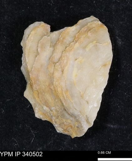 Ostrea glabra