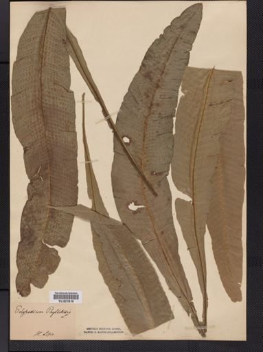 Polypodium