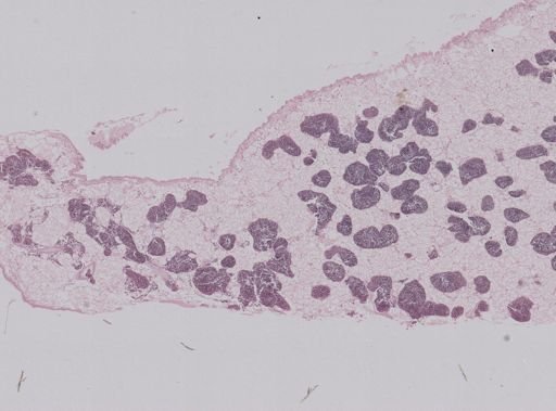 Modiolus