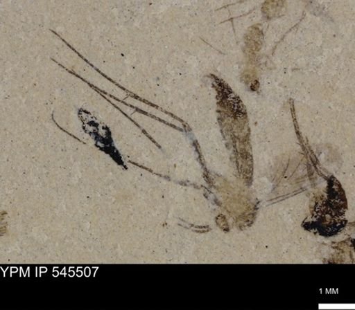 undet. Diptera