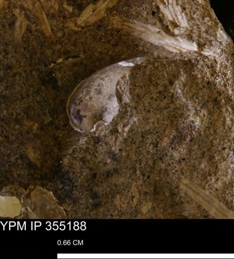 undet. Mollusca