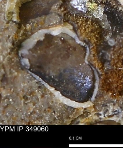 undet. Mollusca