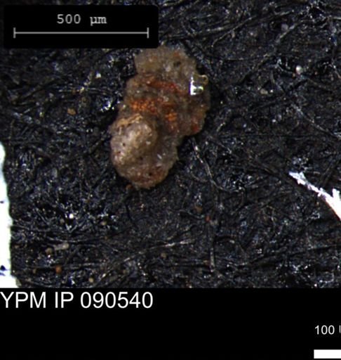 Verneuilinoides hectori