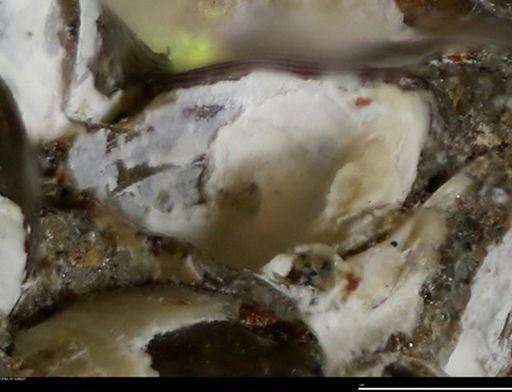 Corbulamella gregaria