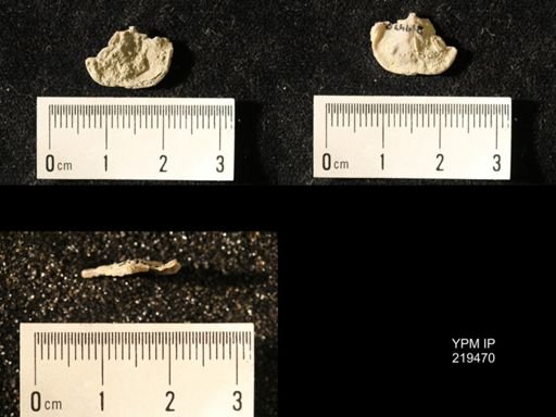 Chonetes granulifer