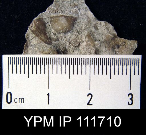 Brachyprion leda