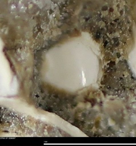 Corbulamella gregaria