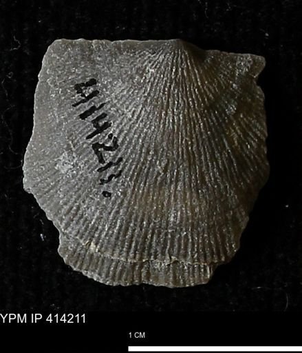 Devonochonetes mucronatus?