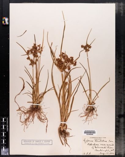 Cyperus dentatus