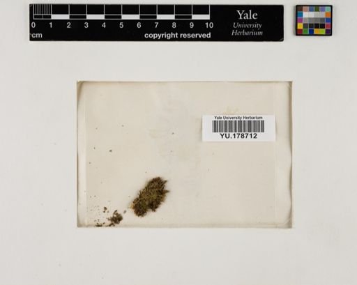 Plantae
