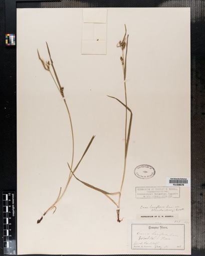 Carex blanda