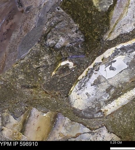 Hoploscaphites sp.