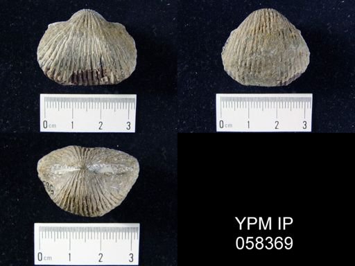Anastrophia verneuili