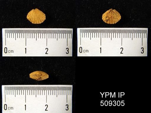 undet. Brachiopoda