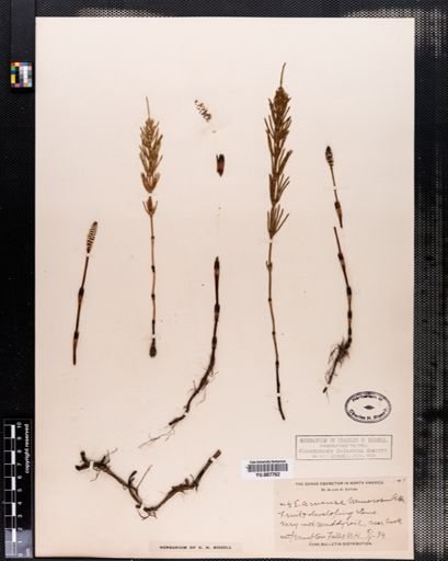 Equisetum arvense