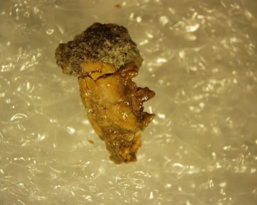 Diacocherus minutus