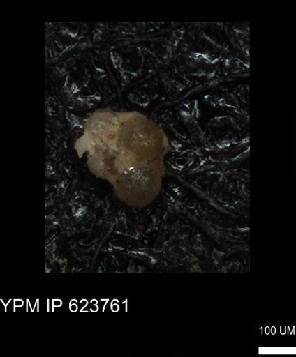 undet. Foraminiferida