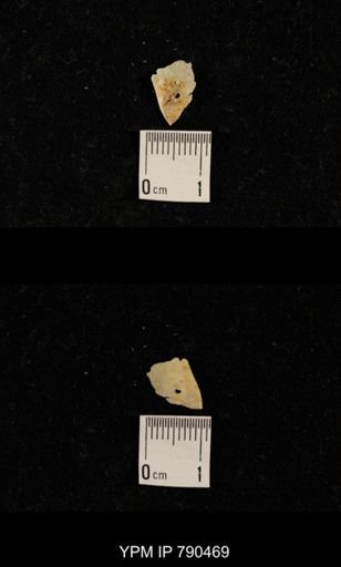 fragments of brachiopods, bryozoans, echinoderms
