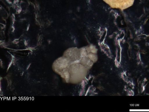 undet. Foraminiferida
