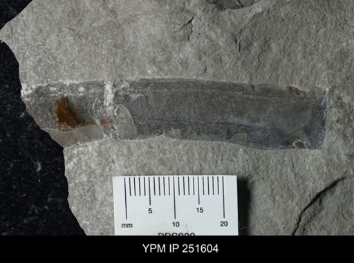 undet. Eurypterida
