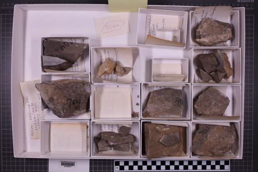 mixed taxa, stratigraphic collection