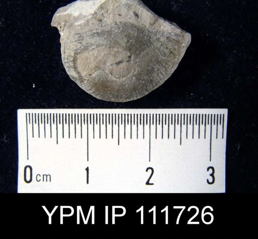 Brachyprion robustum