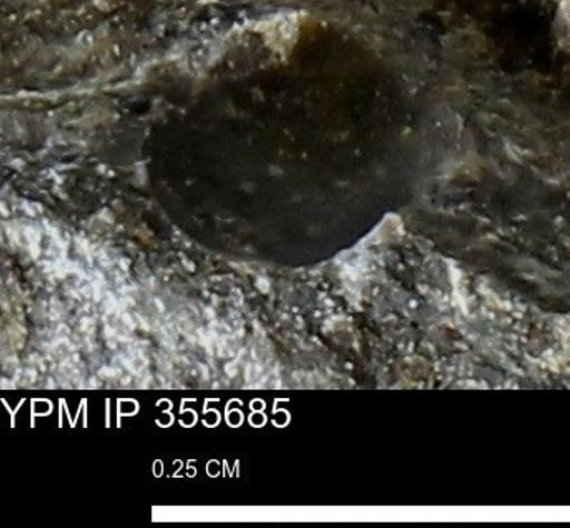 undet. Mollusca