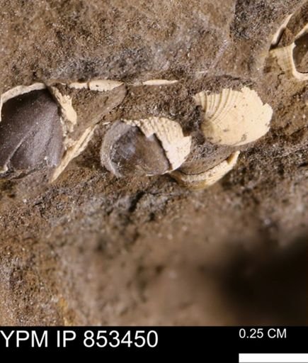 Parallelodon sp.