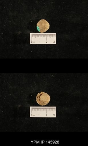 Euphemus indicus