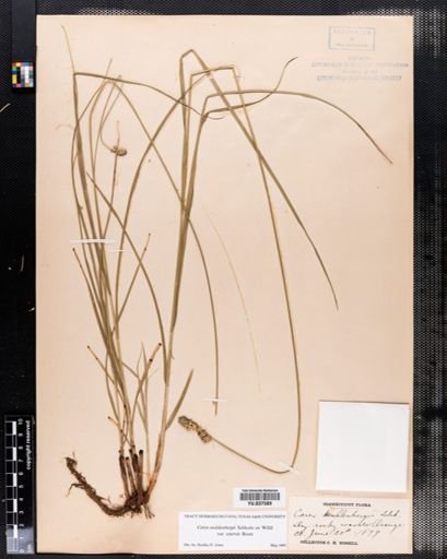 Carex muehlenbergii