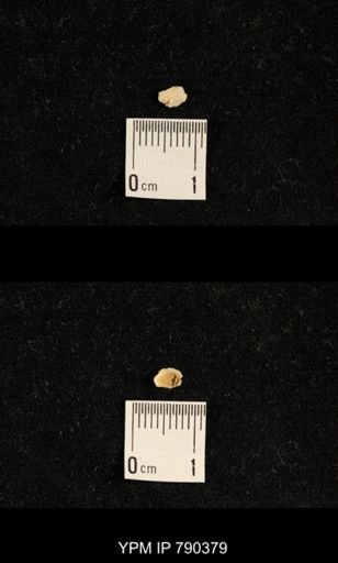 undet. Brachiopoda