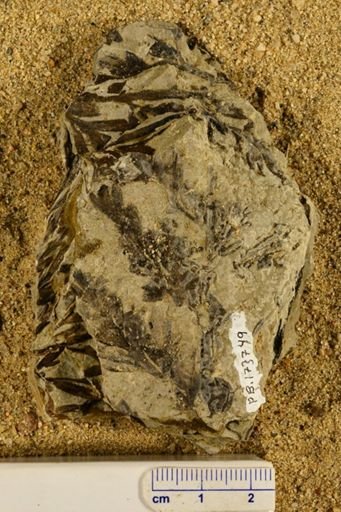 Triphyllopteris rarinervis