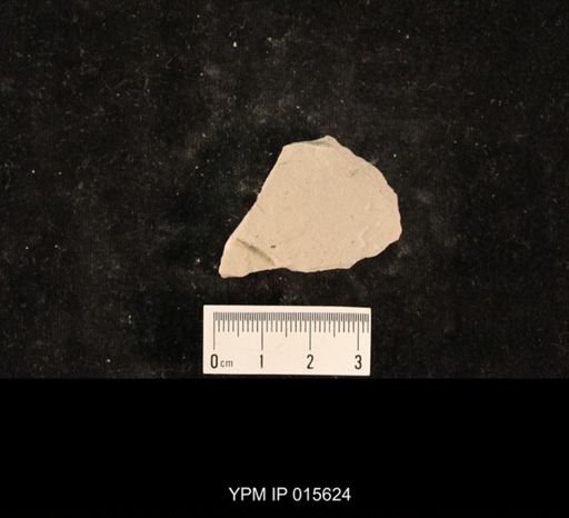 Grylloblattida