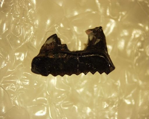 Prochetodon cavus