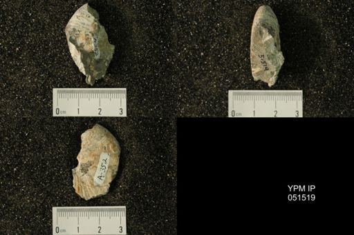 Hoploscaphites nicolletii