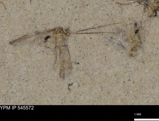 Diptera?