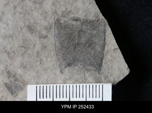 undet. Eurypterida